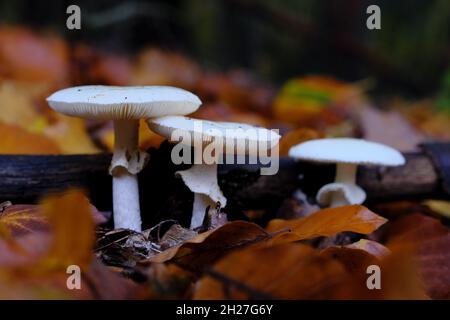 Trois amanitas blanches (Amanita phalloides) qui poussent dans des feuilles colorées Banque D'Images