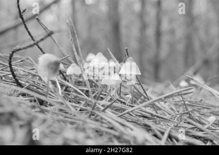 Photo monochromatique de gros plan d'un groupe de petits champignons entouré d'aiguilles poussant dans la forêt de pins Banque D'Images