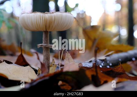 Grand champignon de parasol croissant dans la forêt de chênes parmi les feuilles mortes Banque D'Images