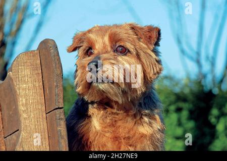 Portrait d'un chien typique de Norfolk Terrier à l'extérieur Banque D'Images