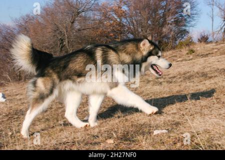 Mignon Malamute d'Alaska dans les montagnes Banque D'Images