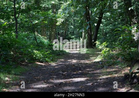 Sentier, lumière à travers les feuilles, paysage de bois, écorce d'arbre, trunks d'arbre, nature, Plantes, forêts, branches d'arbres, verdure, vue sur les bois Banque D'Images