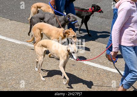 Poole, Dorset, Angleterre - juin 2021 : groupe de chiens de compagnie greyhound à pied près du centre-ville Banque D'Images