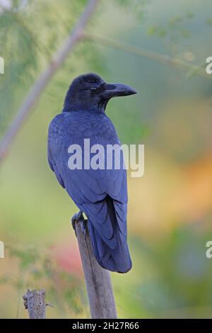 Corvus macrorhynchos (Corvus macrorhynchos) adulte perché sur un nain mort Madhya Pradesh, IndeNovembre Banque D'Images