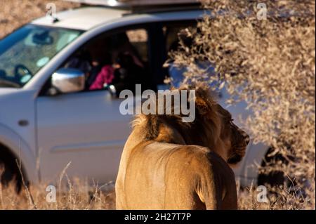 Le lion masculin est photographié par les touristes sur une voiture en arrière-plan, le plus grand carnivore d'Afrique au parc Kgalagadi Transfontier, en Afrique du Sud Banque D'Images
