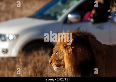 Le lion masculin est photographié par les touristes sur une voiture en arrière-plan, le plus grand carnivore d'Afrique au parc Kgalagadi Transfontier, en Afrique du Sud Banque D'Images