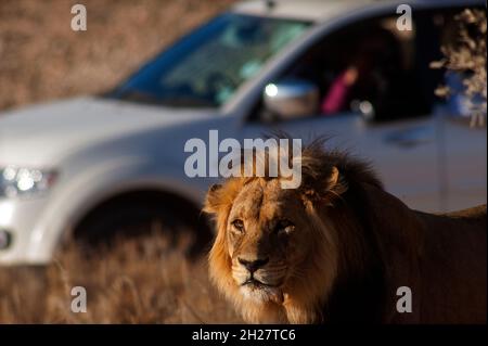 Le lion masculin est photographié par les touristes sur une voiture en arrière-plan, le plus grand carnivore d'Afrique au parc Kgalagadi Transfontier, en Afrique du Sud Banque D'Images