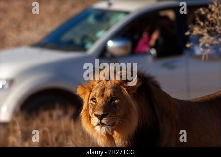 Le lion masculin est photographié par les touristes sur une voiture en arrière-plan, le plus grand carnivore d'Afrique au parc Kgalagadi Transfontier, en Afrique du Sud Banque D'Images