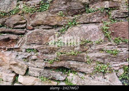 Texture de mur en pierre et herbe verte.Arrière-plan naturel.Vieux pavé en pierre avec de l'herbe fraîche.Style grunge. Banque D'Images