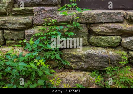 Base en pierre d'une tour d'eau rustique, avec poison Ivy et d'autres vignes, construite par le CCC dans le parc national de Palmetto près de Luling, Texas, Etats-Unis Banque D'Images