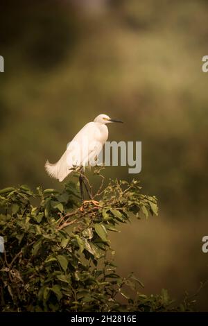 Egret de neige dans l'environnement Pantanal, Mato Grosso, Brésil Banque D'Images