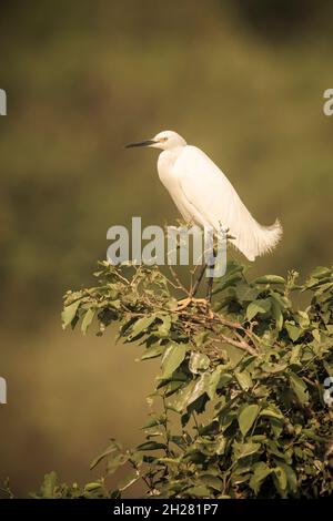 Egret de neige dans l'environnement Pantanal, Mato Grosso, Brésil Banque D'Images