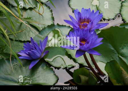 trois superbes nénuphars tropicaux violets Banque D'Images
