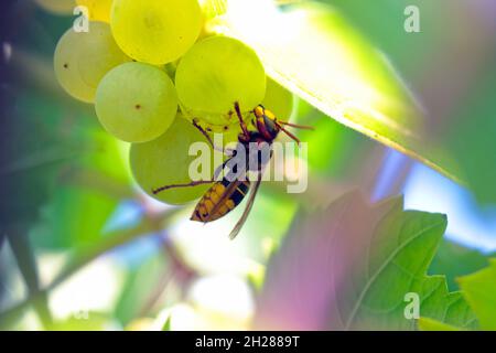 Le hornet européen (Vespa crabro) se nourrissant d'un raisin dans un vignoble. Banque D'Images