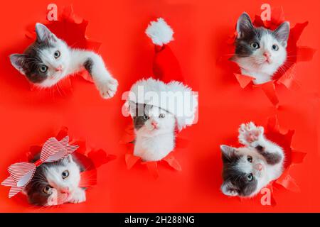 Chaton de Noël portant le chapeau du Père Noël isolé sur fond rouge.Collage de différentes poses drôles de chaton est arrivé dans le trou comme noël Banque D'Images