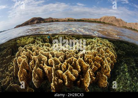 Les coraux délicats mais incroyablement sains se développent dans les eaux peu profondes du parc national de Komodo, en Indonésie.Cette zone a une biodiversité marine exceptionnelle. Banque D'Images