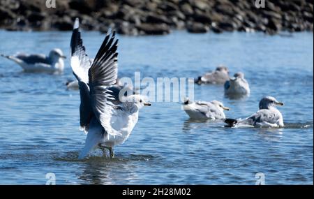 Un mouette (larus californicus) rabats ses ailes tandis que d'autres mouettes nagent à proximité à Malibu, Californie, États-Unis Banque D'Images