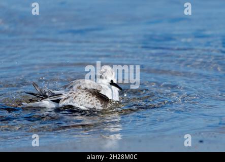 Un sanderling (Calidris alba) baigne dans l'océan à Malibu, Californie Etats-Unis Banque D'Images