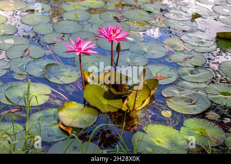 Fleurs de lis de l'eau Banque D'Images