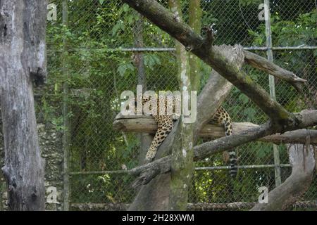 Gros plan d'un léopard se trouvant dans une cage au zoopark Banque D'Images