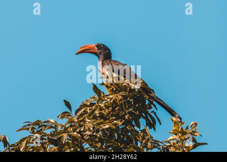 Charme à bec jaune du sud, Tockus leucomelas, Parc national Kruger, Afrique du Sud. Banque D'Images