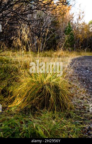 Butte d'herbe de la commune courbée dans la lumière du soleil d'automne Banque D'Images