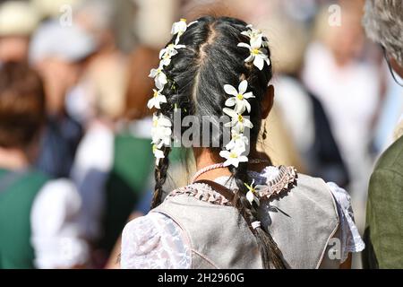 Im Ausseerland – Salzkammergut blüht die weiße sternblütige Narzisse, auch Stern-Narzisse genannt, je nach Höhenlage von Mitte Mai bis Mitte Juni. Jed Banque D'Images