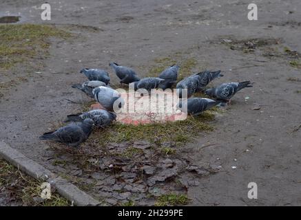 Kovrov, Russie.20 novembre 2017.Les pigeons piquant le millet sur le puits de gaz éclosent près de la route Banque D'Images