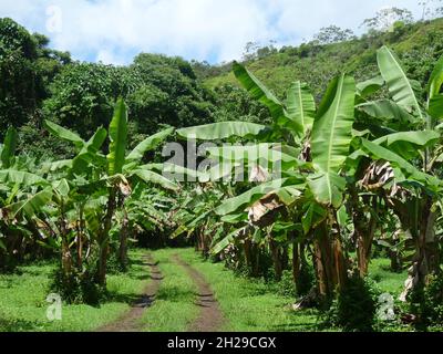 Piste de terre traversant une plantation de bananes Banque D'Images