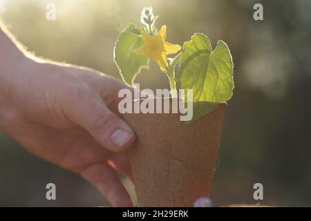 Plantules de concombre dans des pots de tourbe dans les mains mâles sur une table en bois dans un jardin ensoleillé.La culture de semis dans le jardin Banque D'Images