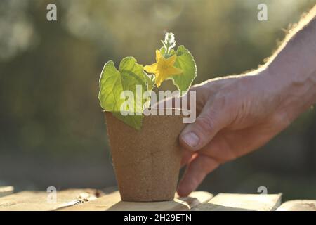 Semis de printemps.Plantules de concombre dans des pots de tourbe en mains sur une table en bois dans un jardin ensoleillé.La culture de semis dans le jardin Banque D'Images