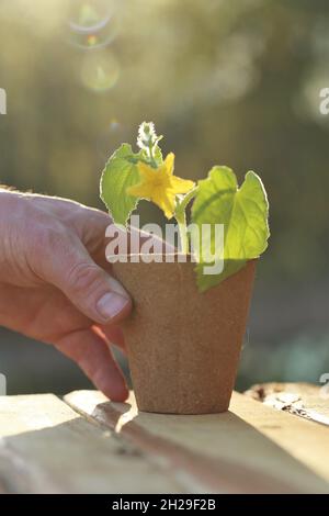 Semis de printemps.Plantules de concombre dans des pots de tourbe à la main sur une table en bois dans un jardin.concombres de plantule.La culture de semis dans le jardin Banque D'Images