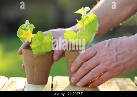 Semis de printemps.Plantules de concombre dans des pots de tourbe dans les mains mâles sur une table en bois dans un jardin ensoleillé.Semis en croissance Banque D'Images