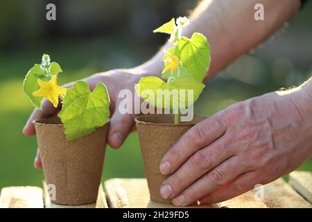 Semis de printemps.Plantules de concombre dans des pots de tourbe dans les mains mâles sur une table en bois dans un jardin ensoleillé.La croissance des semis dans le Banque D'Images