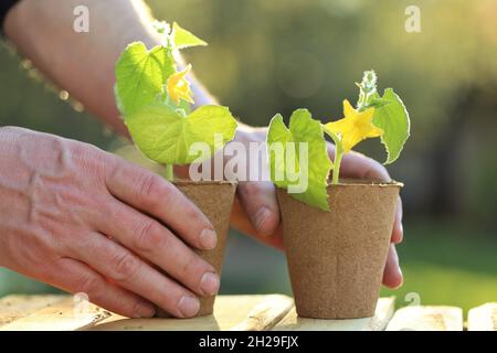 Semis de printemps.Plantules de concombre en pots dans les mains mâles sur une table en bois dans un jardin ensoleillé. Concombres de plantules.La culture de semis dans le jardin Banque D'Images