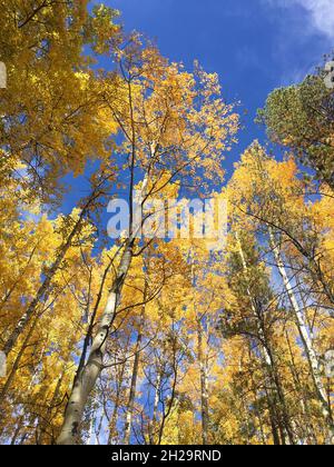Couvert de feuilles dorées à l'automne Banque D'Images