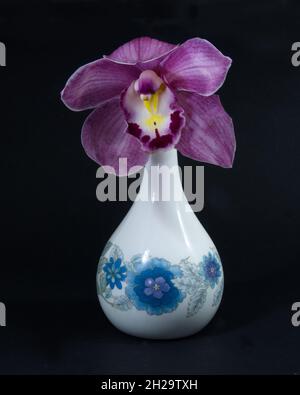 Jolie orchidée rose lavande Cymbidium Clarisse aussi connu sous le nom d'Orchid de bateau, dans un vase isolé sur un fond noir de couleur vue rapprochée.Beau f Banque D'Images