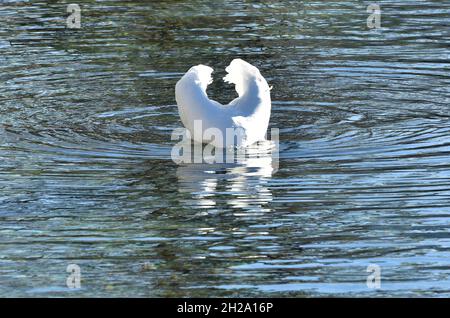 Schwan am Attersee à Österreich, Europa - Swan à l'Attersee en Autriche, Europe Banque D'Images