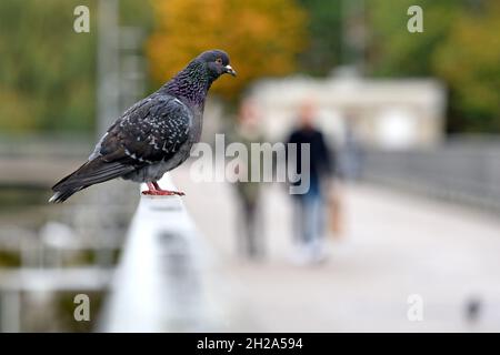 Eine Taube sitzt in München auf einem Brückengeländer - UN pigeon est assis à Munich sur un pont de garde-corps - Allemagne Banque D'Images