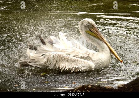 Der Tiergarten Schönbrunn, à Vienne, Österreich, Europa - le zoo de Schönbrunn, à Vienne, Autriche, Europe Banque D'Images