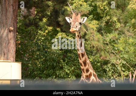 Der Tiergarten Schönbrunn, à Vienne, Österreich, Europa - le zoo de Schönbrunn, à Vienne, Autriche, Europe Banque D'Images