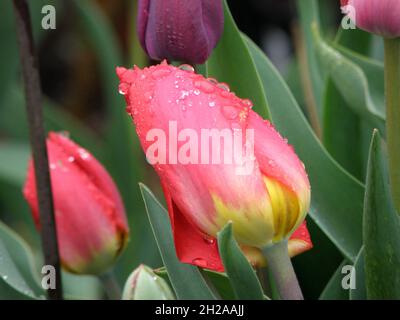 Betrieb einer Regentropfen - Dans la photo sont des tulipes au printemps avec des gouttes de pluie Banque D'Images