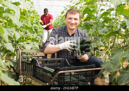 Le propriétaire de ferme ravie cueille des concombres mûrs Banque D'Images