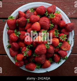 les fraises mûres sont récoltées dans le jardin dans des bols en gros plan Banque D'Images