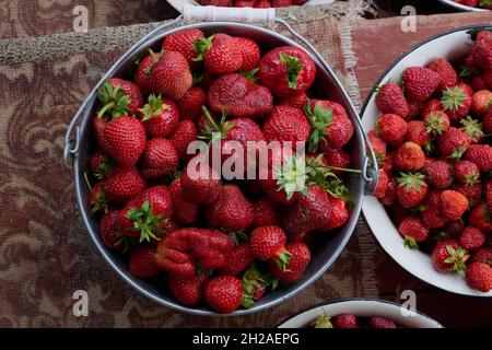 les fraises mûres sont récoltées dans le jardin dans des bols en gros plan Banque D'Images