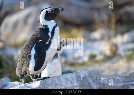 Brillenpinguin im Zoo Salzburg, Österreich, Europa - Manchot africain au zoo de Salzbourg, Autriche, Europe Banque D'Images