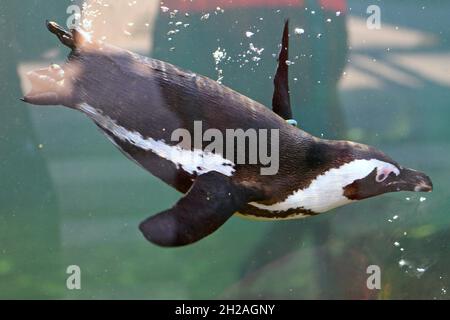 Brillenpinguin im Zoo Salzburg, Österreich, Europa - Manchot africain au zoo de Salzbourg, Autriche, Europe Banque D'Images