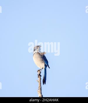 Western Scrub Jay Banque D'Images