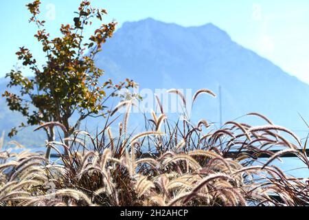 Herbstmunstimg in Altmünster am Traunsee (Gmunden, Salzkammergut, Oberösterreich) - ambiance automnale à Altmünster am Traunsee (Gmunden, Salzkammergut, UPP Banque D'Images