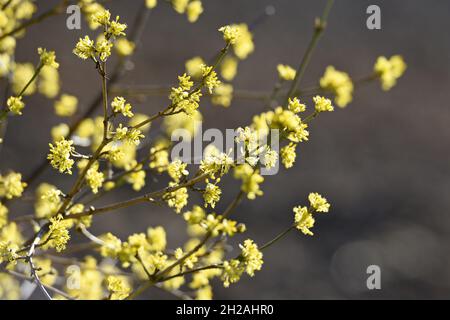 Blüten der Kornelkirsche, in Österreich auch Dirndlstrauch genannt - Die Blütezeit dieses Strauchs liegt im März/April, in der Regel sogar noch vor de Banque D'Images